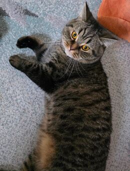 Kater sucht neues zu Hause - Ludwigsau