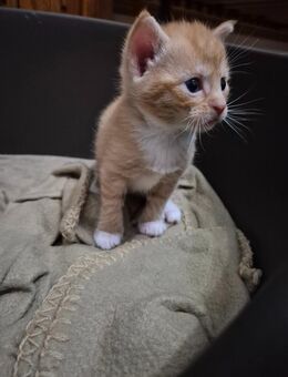 Kitten Hauskatze Geimpft Entwurmt - Hattingen