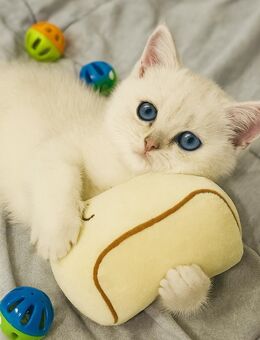 BKH Kitten Reinrassig - Bereit fürs neue Zuhause - Bestwig