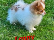 12 Wochen alter Pomeranian Zwergspitz Welpe ab sofort abzugeben - Weiden (Oberpfalz)