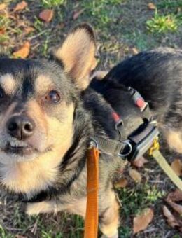 verschmuste Lotti sucht ihre Menschen - Kallmünz