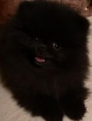 1 bezaubernden Pomeranian in 97645