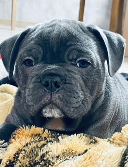 Old english Bulldog Welpen Reinrassig - Südeichsfeld