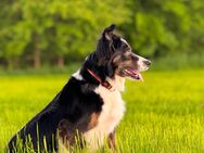 Reinrassige Border Collie Welpen - Wurfankündigung - Dermbach