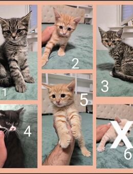 Wunderschöne BKH / Perser und BKH Kitten abzugeben. - Oberhausen