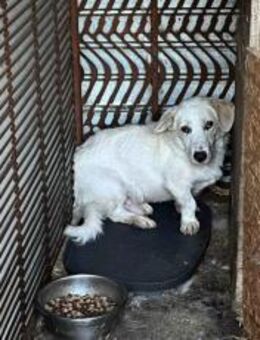 Tuuri sucht sein Glück - München