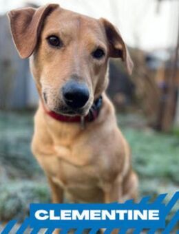 Clementine - Blondine sucht Aktive - Berlin