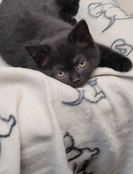 Britisch kurzhaar kitten - Reutlingen