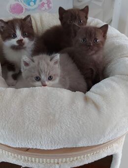 BKH Kitten Jünge/Mädchen - Bad Oldesloe