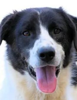 MOTTE-dem Tod von der Schippe gesprungen - Regensburg