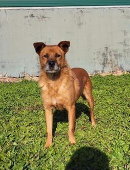 Bruno sucht ein liebevolles Zuhause - Schlitz