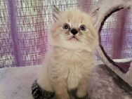 Sibirische Kitten,Neva Masquarade Babykatzen - Aachen