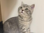 BKH reinrassig Kitten - Dillenburg
