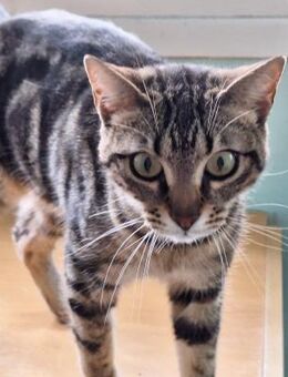 Sanfte, freundliche Katze Marta - Karlsruhe