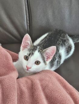 2 Kitten m und w - Tremsbüttel