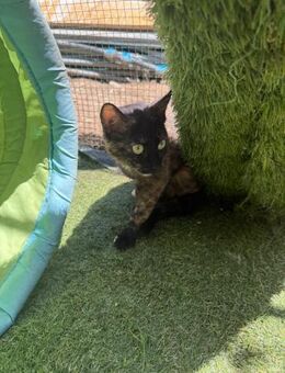 🐱Liebevolle Tasha🐱 - Eislingen (Fils)
