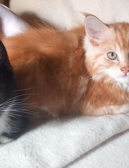 2 kleine Kater suchen - Odenthal