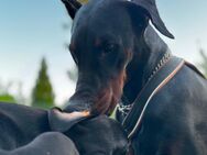 9 Wochen alte Dobermann Welpen - Berglen