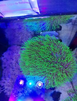 Aquarium Pflanzen - Borken