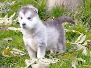 Alaskan Malamute Welpen - Genthin