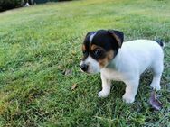 Jack Russel Welpen ❤️ - Raben Steinfeld