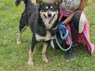 ♥️LUPIN ist ein 🐕 zum Knutschen♥️ - München