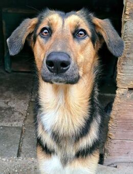 Vidro - sucht ruhiges Zuhause - Obertshausen