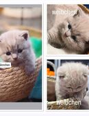 reinrassige BKH Kitten in Chocolate/Brown und Lilac in 50769