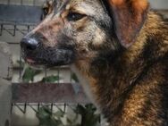 🤎 BRUNO 2 🤎 - FAMILIE GESUCHT! - Alfeld (Leine)