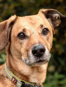 OSANO - erobert die Herzen im Sturm - Betzenstein