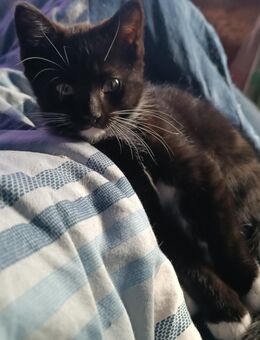 Zuckersüßer Ragdoll EKH Mix Kater 12 Wochen - Schiffdorf