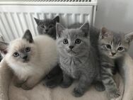 Reinrassige BKH Kitten suchen liebevolle Damen/Herrchen - Ingolstadt