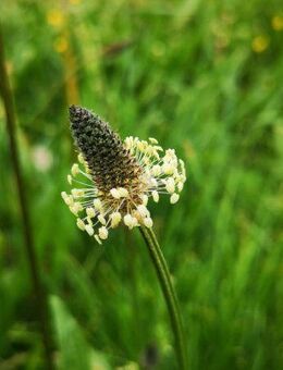 Spitzwegerich Samen Blumensamen Schmetterlinge Heilpflanze mehrjährig Spitzwegerichsamen Wegeriche Heilwirkung insektenfreundliches flower seeds Kleintierfutter garden Geschenk Saat Frühling SWR Vatertag Blumenwiese - Pfedelbach