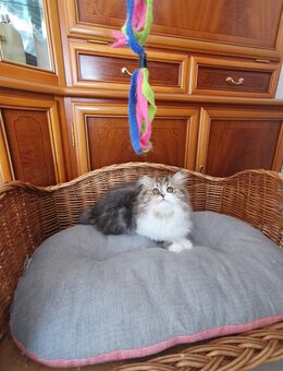Reinrassige Perser Kitten mit Nase - Ulmen