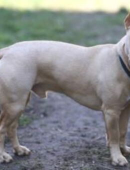 Filou Podenco-Maneto Mix - Untergruppenbach