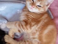 Zwei Zucker süße Babys suchen noch ein Zuhause - Lohne (Oldenburg)