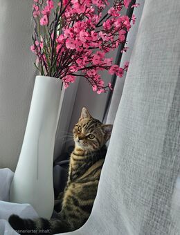 Britischkurzhaar kitten - Delmenhorst