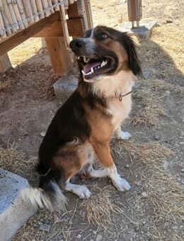 Aufgeweckter Raider sucht sein Glück - Bergkirchen