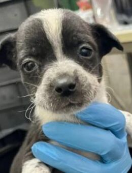 kleine, süße RIVA sucht ihre Familie - Kallmünz