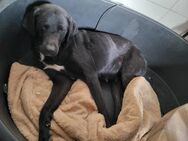 verkuschelte Laika sucht ihr Körbchen - Siggelkow