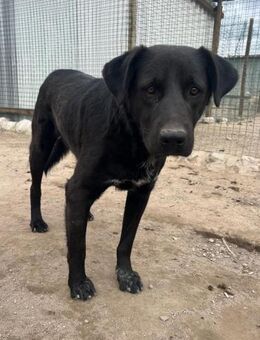 ALNITAK SUCHT SEIN LEBEN 2.0 - Mönchengladbach