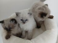 3 Heilige Birma Kitten Katzenbabys Katzen Katze - Staufenberg (Hessen)