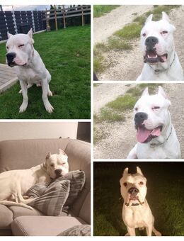 Dogo Argentino Rüde 11Monate - Lauingen (Donau)