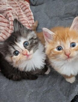 ✨ Zu vergeben: 5 zuckersüße Britisch-Longhair-Mix-Kätzchen ✨ - Drolshagen