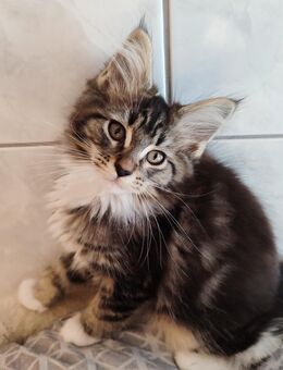 Maine Coon Kitten reinrassig - Bernkastel-Kues