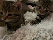 Süße Bkh Kitten suchen ein liebevolles Zuhause! Zwei Mädchen noch frei! - Klettgau