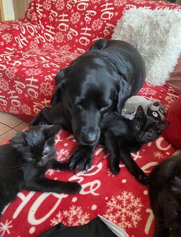 Babykatzen suchen neues Zuhause - Brüggen (Burggemeinde)