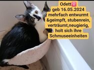 Schmussekatze sucht Zuhause, Auszug aus der Notstation - Greußen