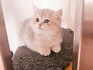 Sehr süße Kater mit dunkel blau Augen Augen - Düsseldorf