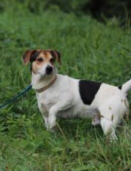 JACK RUSSEL Nr. 66J - jeden Tag genießen - Overath
